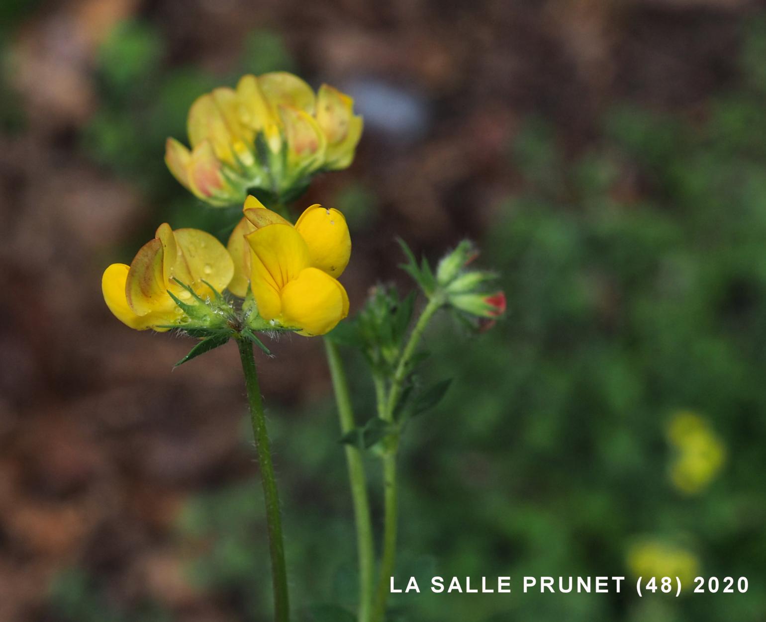 Bird's-foot trefoil, Common